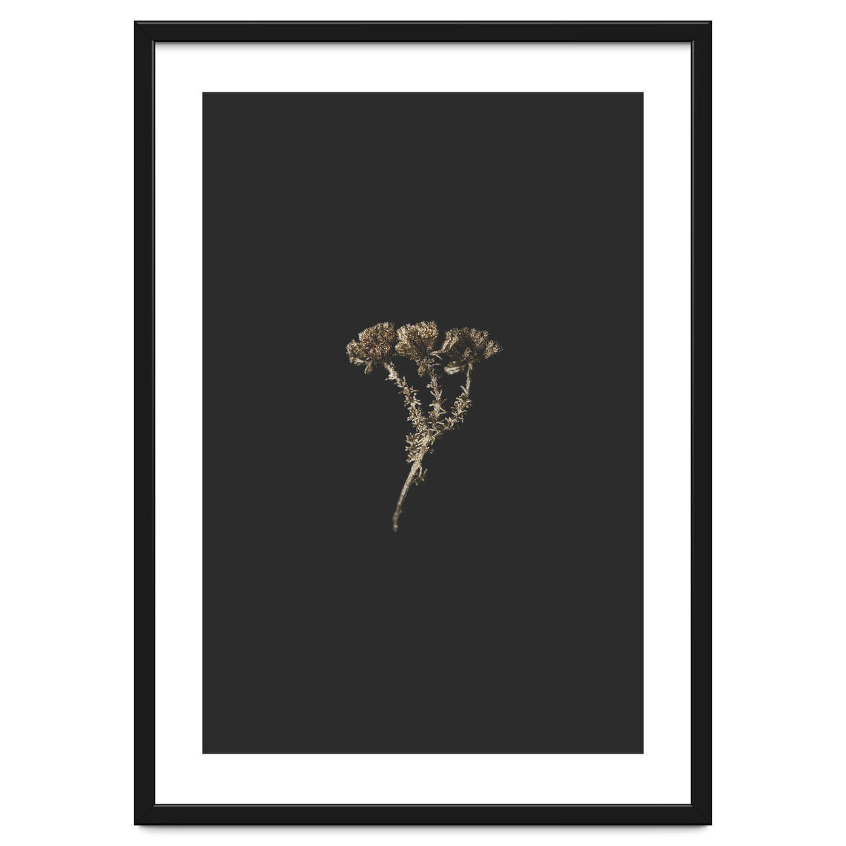 Gold Burst Botanicals