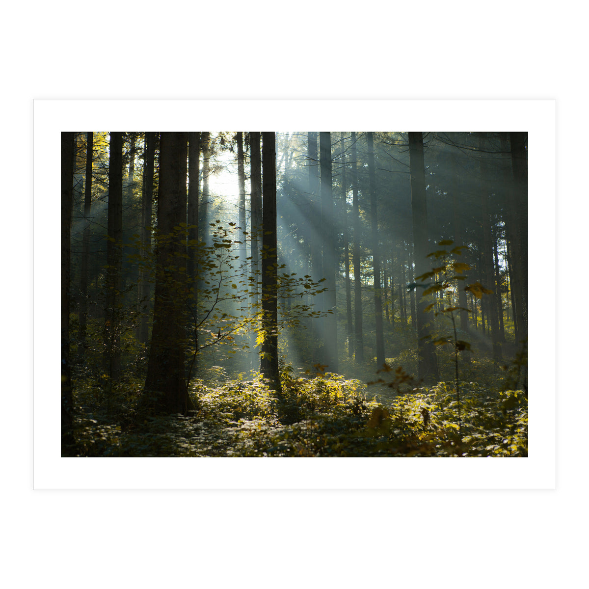 Reidholz (Print Only)