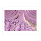 Lavender Happiness (Print Only) thumbnail