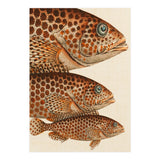 Fish Classic Designs 6 (Print Only) thumbnail