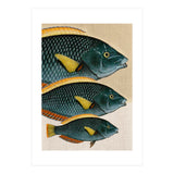 Fish Classic Designs 10 (Print Only) thumbnail