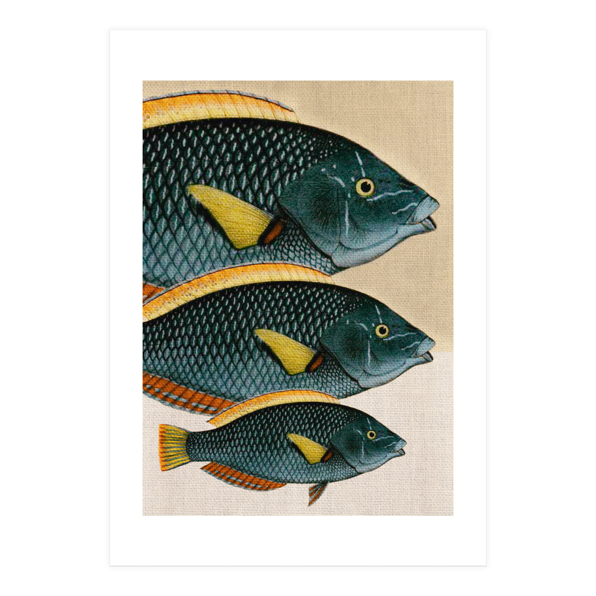 Fish Classic Designs 10 (Print Only)