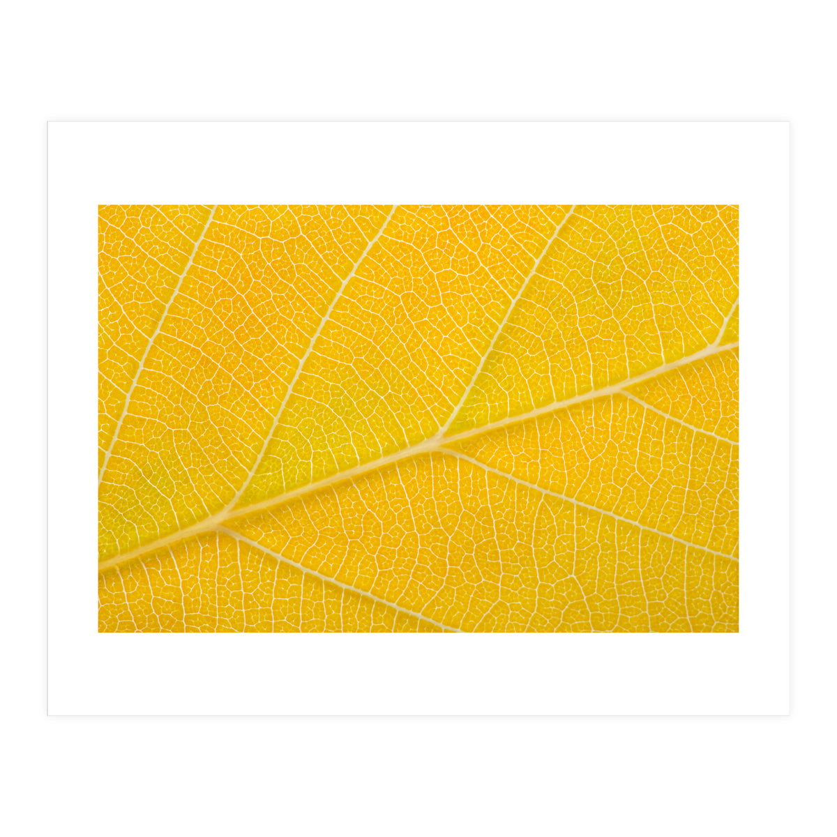 Autumn Leaf (Print Only)