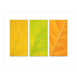 Autumn Leaves (Print Only) thumbnail
