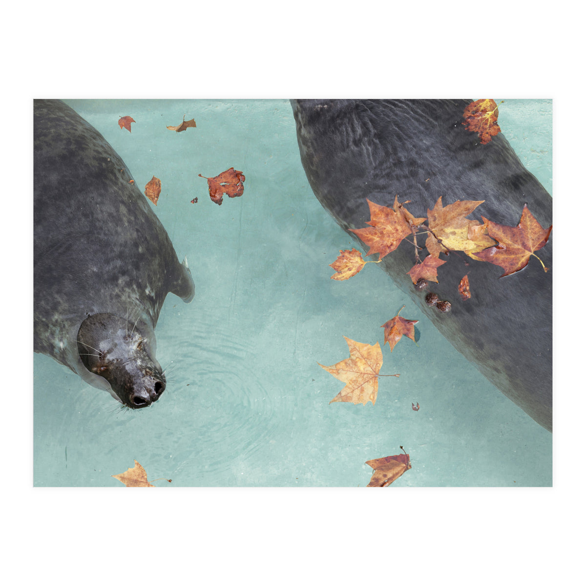 Wup-Wup-Wup (Print Only)