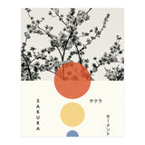 Sakura - Cherry blossom - Japanese - Photography (Print Only) thumbnail
