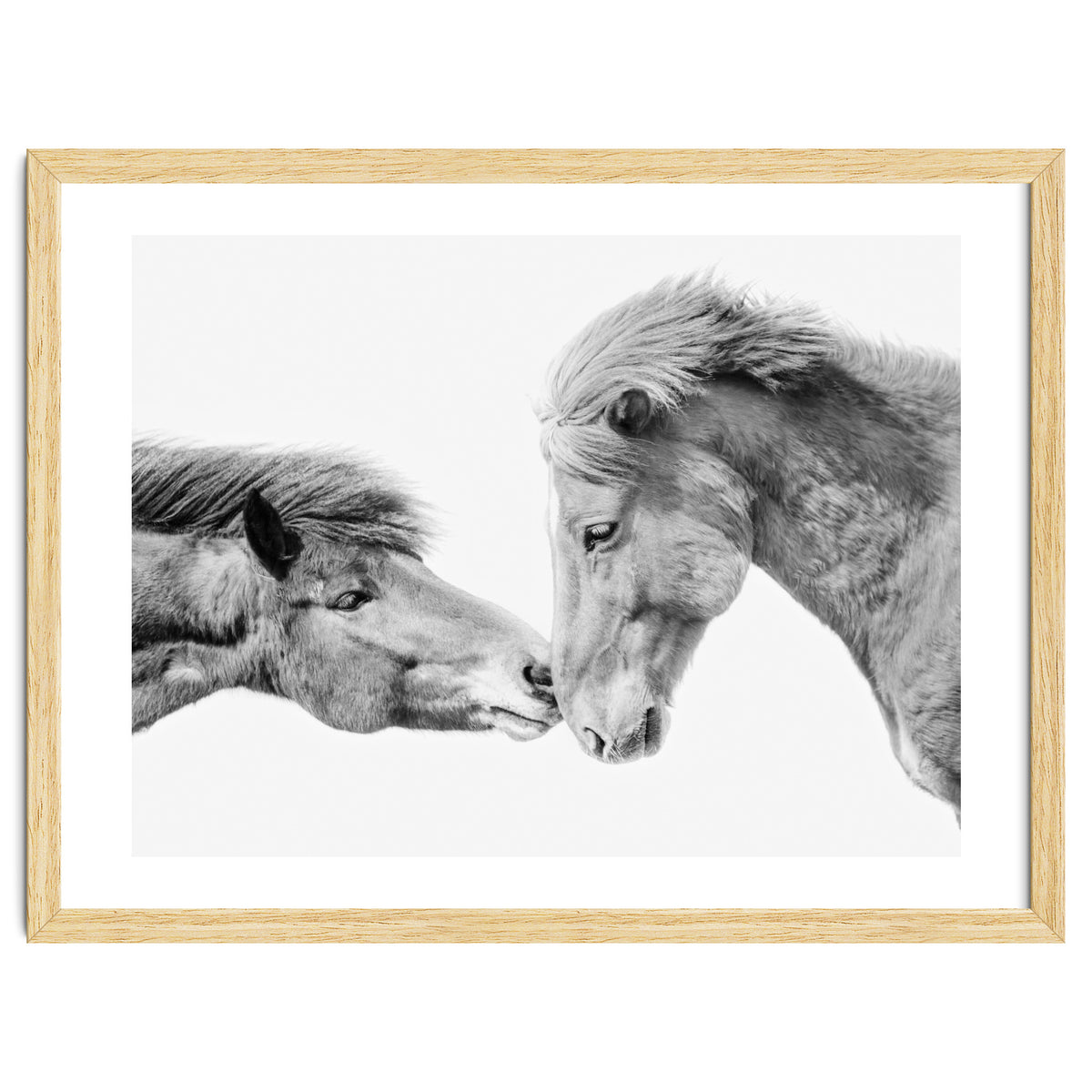 Horse Love in Iceland