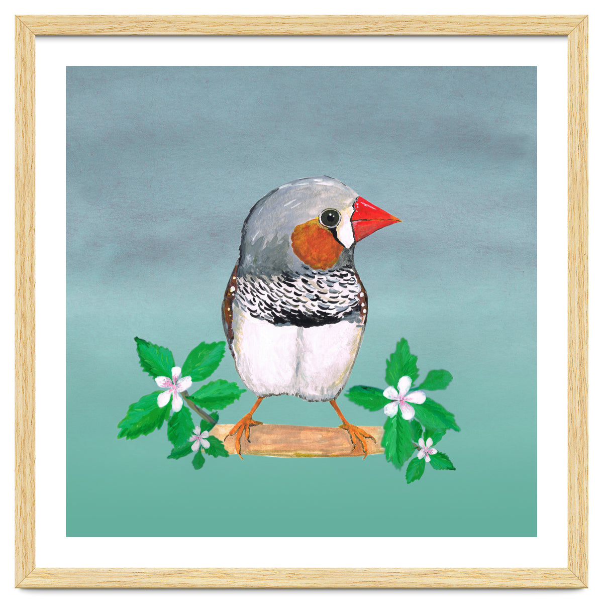 Zebra finch