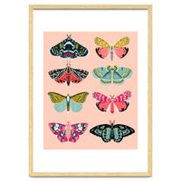 Lepidoptery No. 1