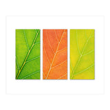 Autumn Leaves (Print Only) thumbnail