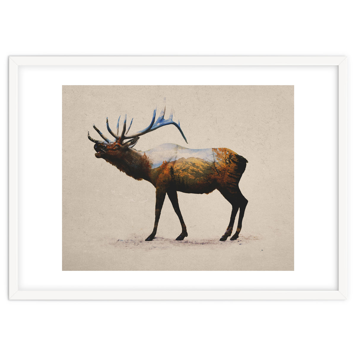 The Rocky Mountain Elk