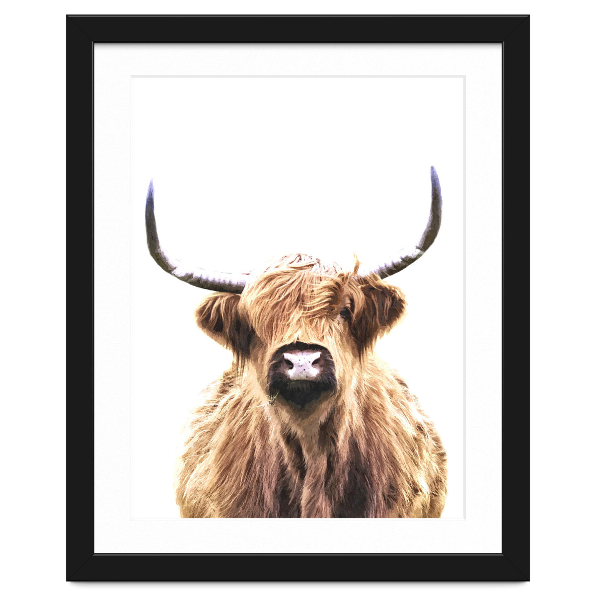 Highland Cow Portrait