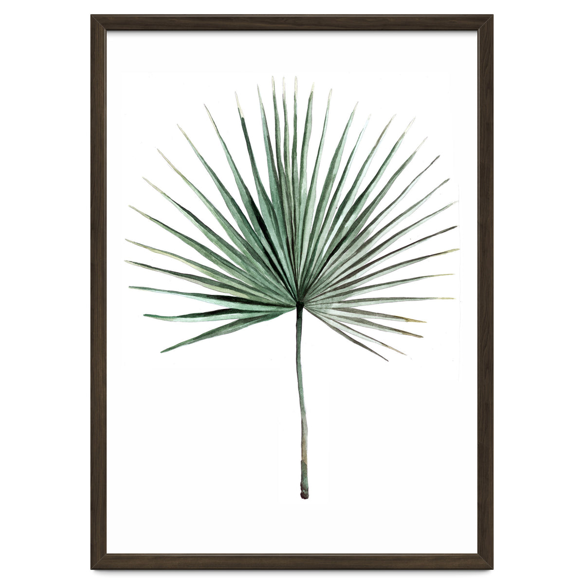 Botanical Illustration Fanpalm