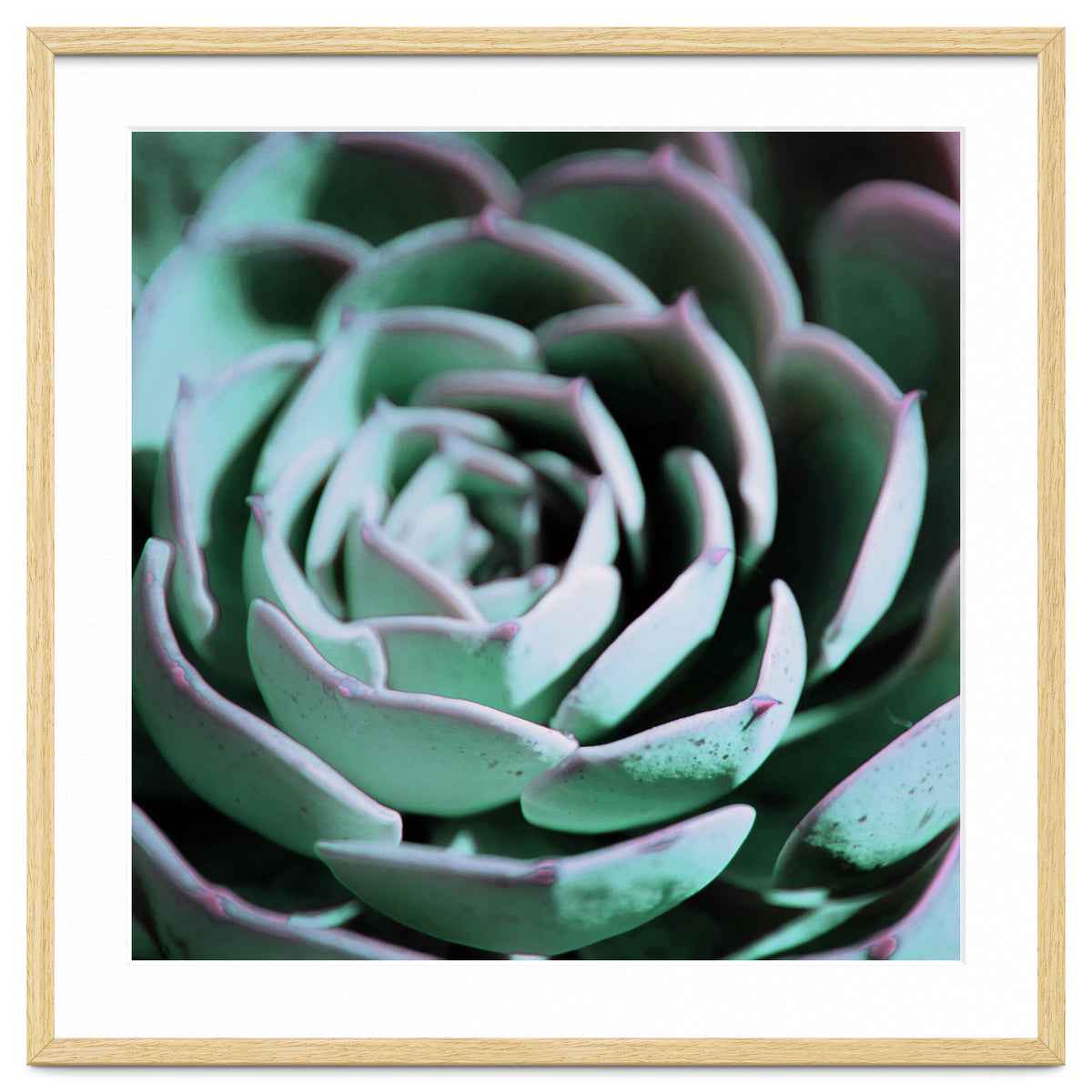 DARKSIDE OF SUCCULENTS III-A