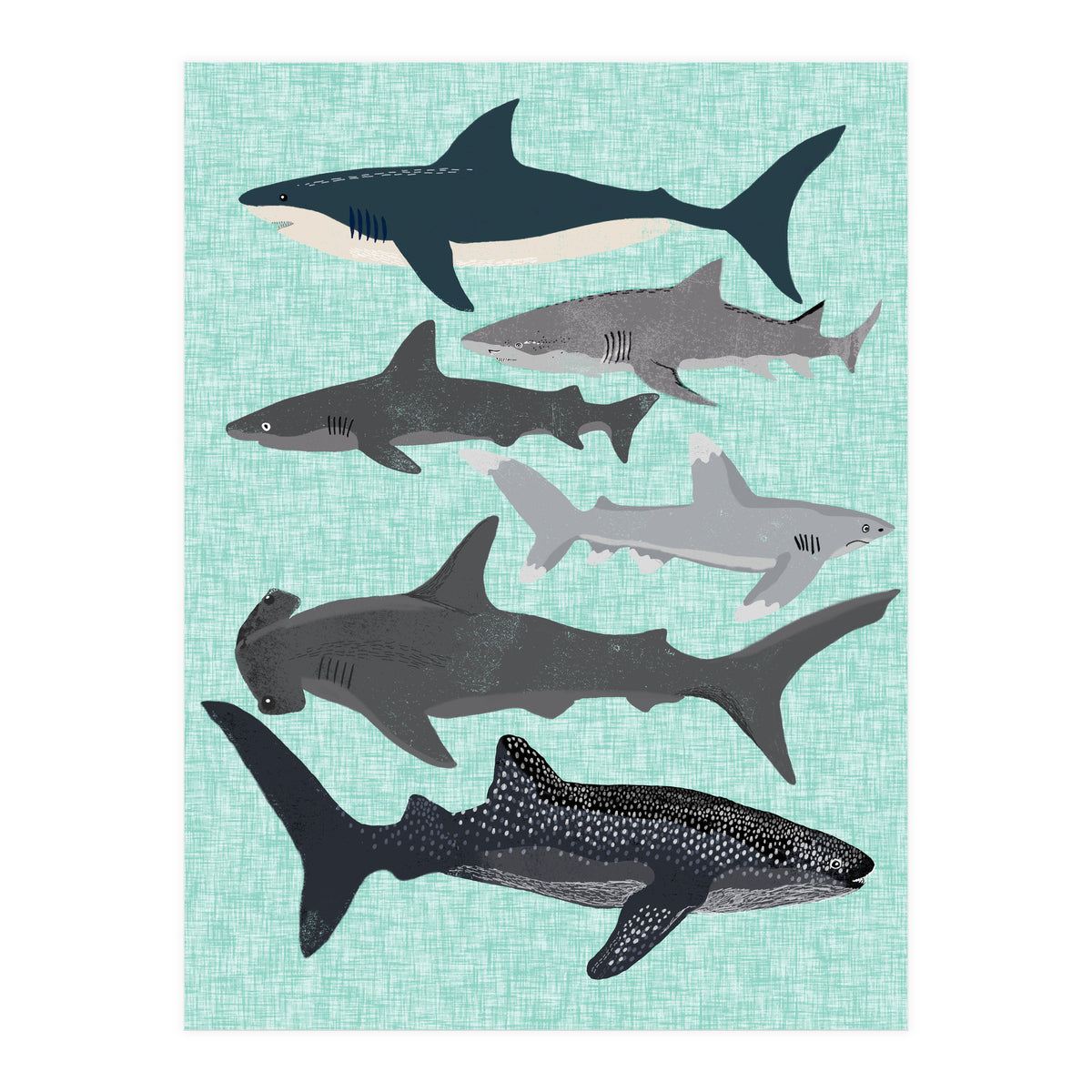 Sharks (Print Only)