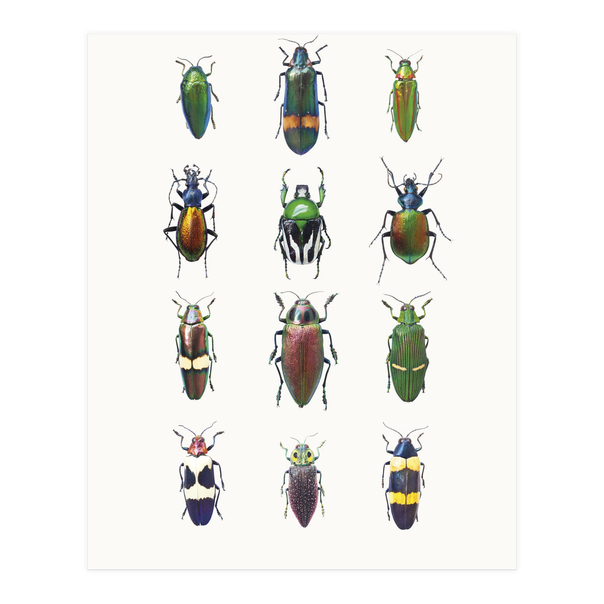 Cc Insects 03 (Print Only)