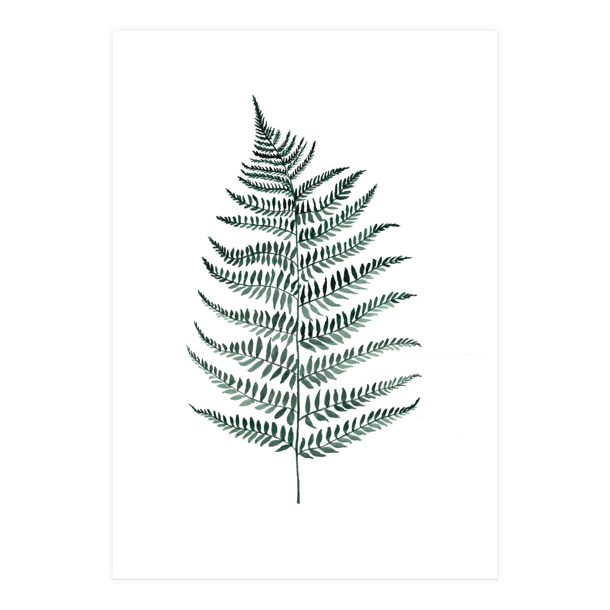 Botanical Illustration Silverfern (Print Only)