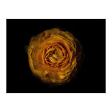 Backyard Flowers No 73 Color Version (Print Only) thumbnail