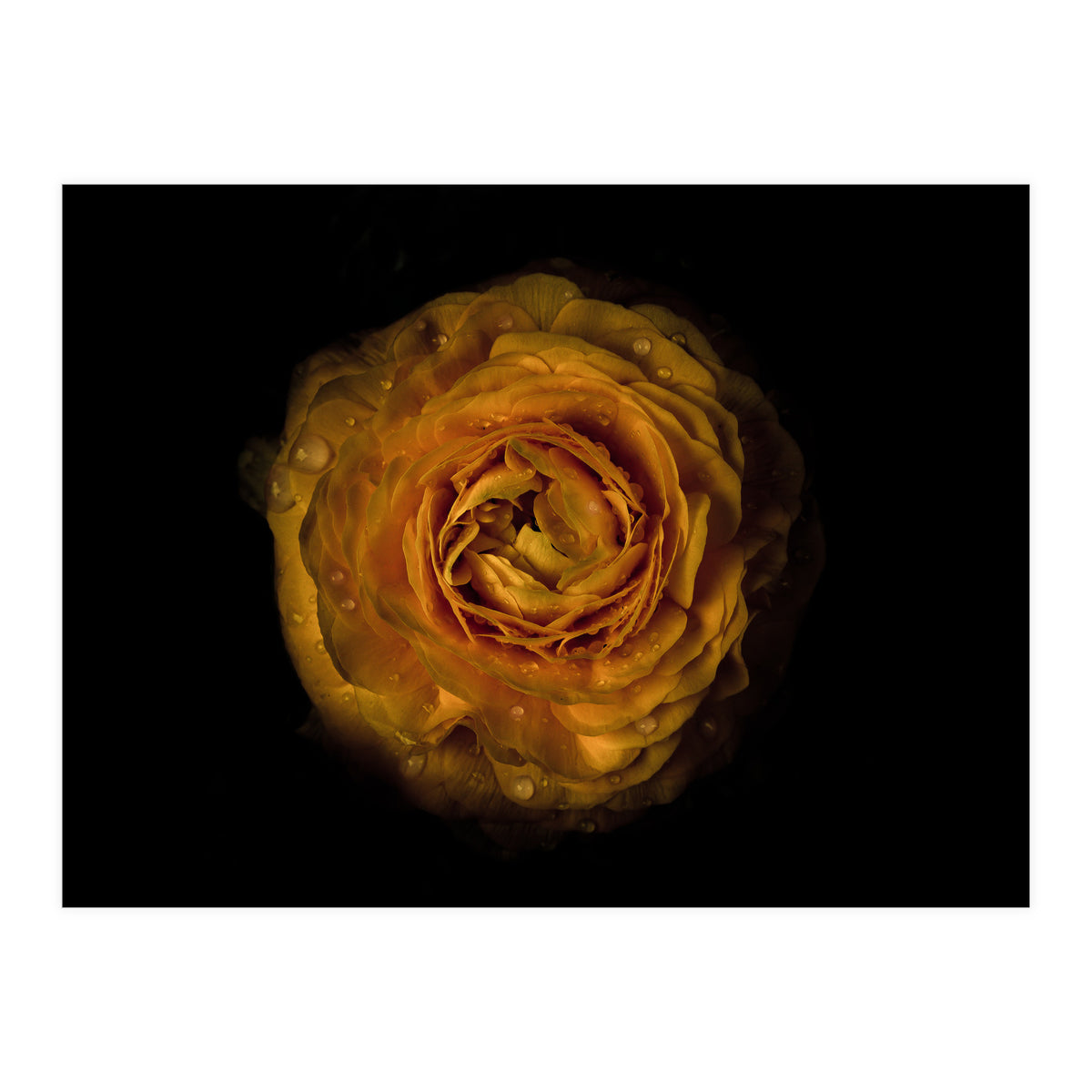 Backyard Flowers No 73 Color Version (Print Only)