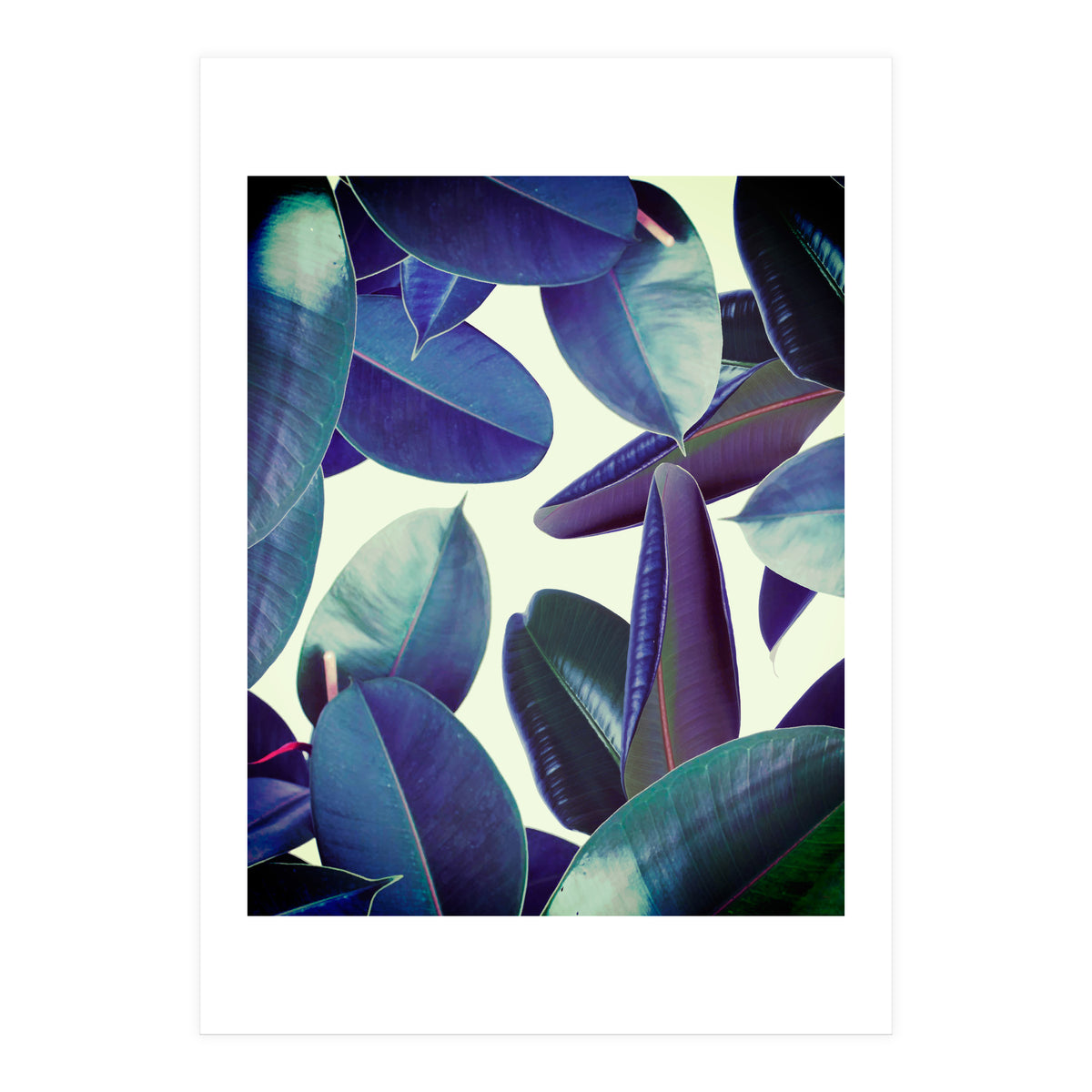 Elastica Amaro (Print Only)