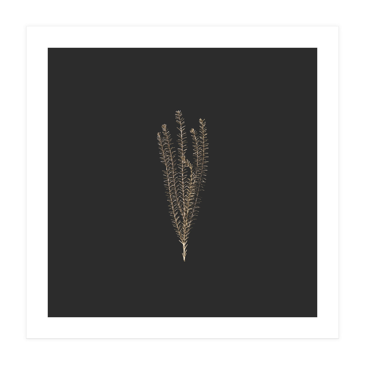 Delicate Fynbos Botanicals in Gold and Black - Square (Print Only)