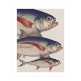 Fish Classic Designs 5 (Print Only) thumbnail