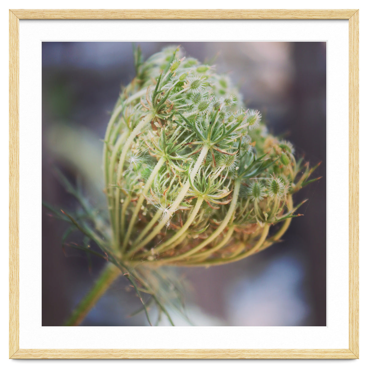 Seed head