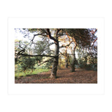 Pine Trees (Print Only) thumbnail
