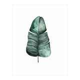 Botanical Illustration Banana Leaf (Print Only) thumbnail