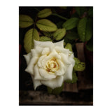 Beautiful Garden White Rose (Print Only) thumbnail