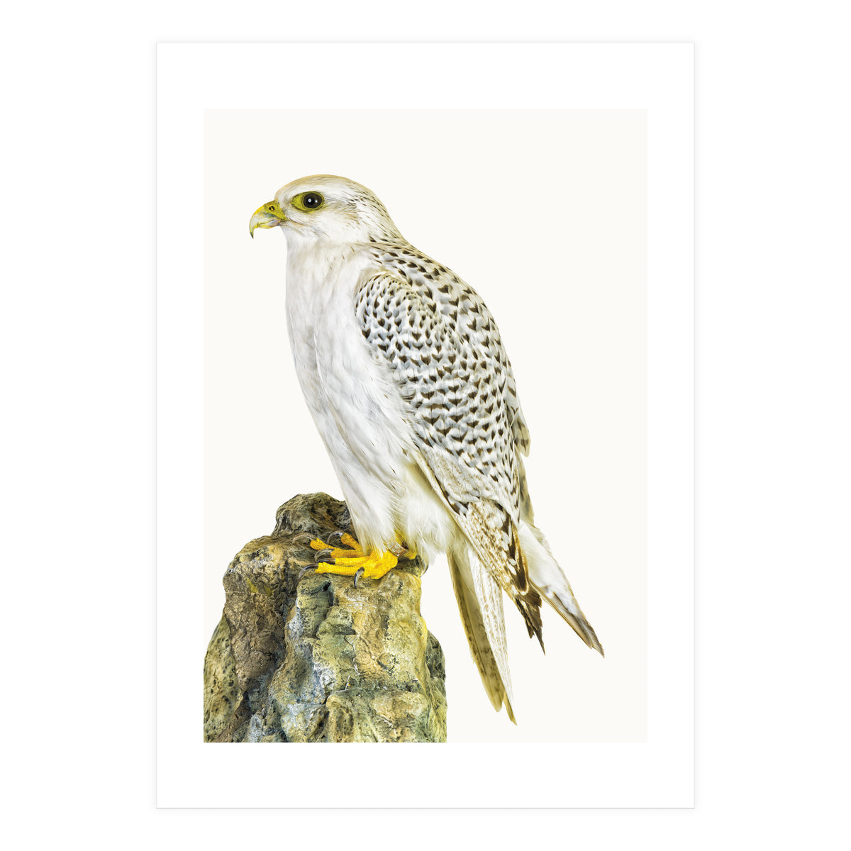 Cc Bird 03 (Print Only)