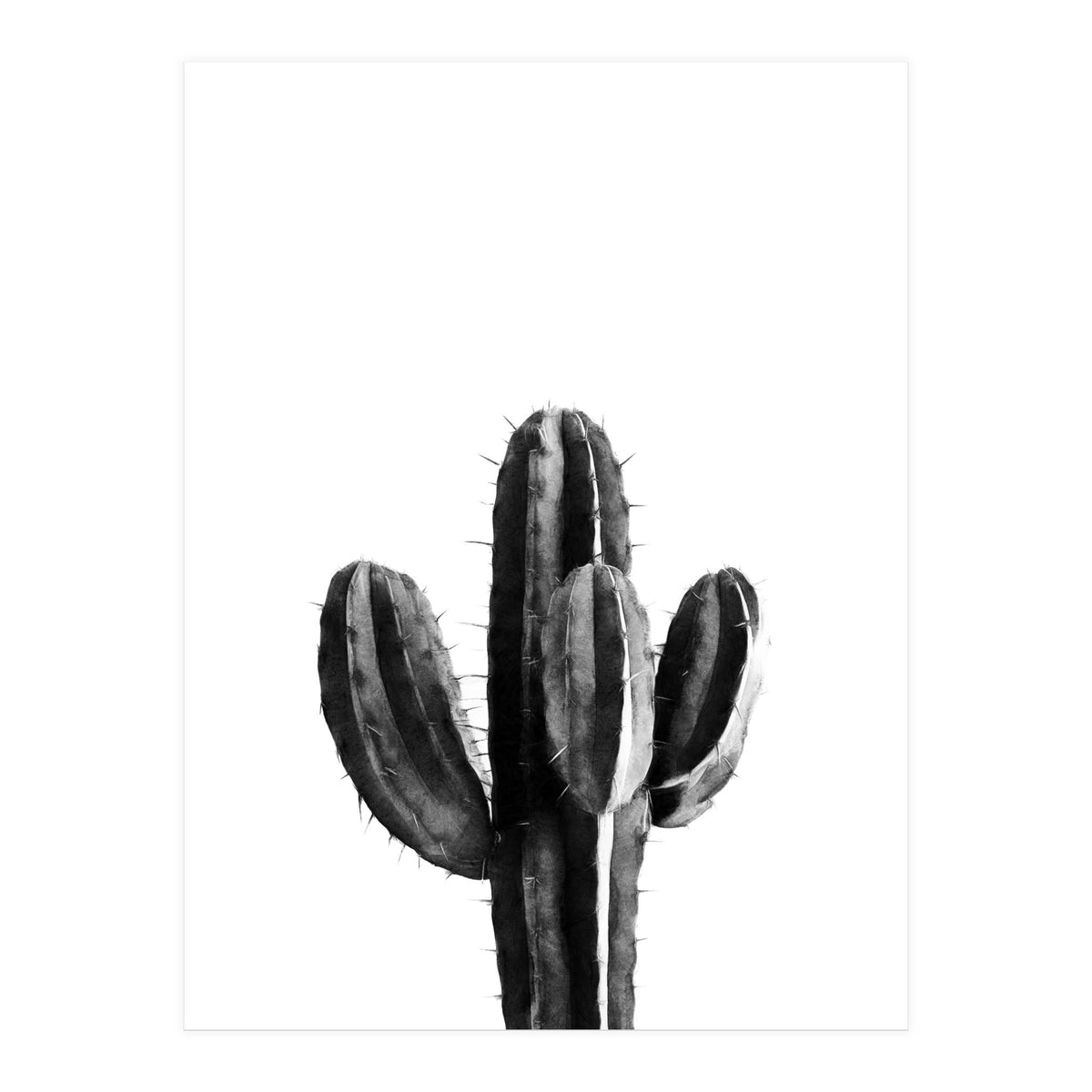 Cactus Black And White 03 (Print Only)