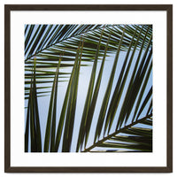 palm fronds