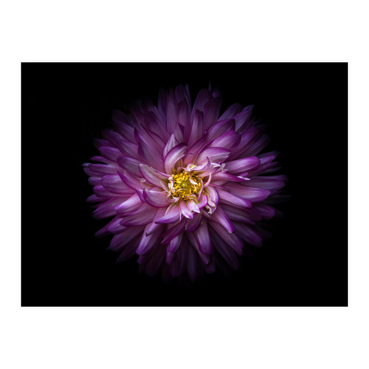 Backyard Flowers 20 Color Version (Print Only)