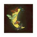 Moth moon (Print Only) thumbnail