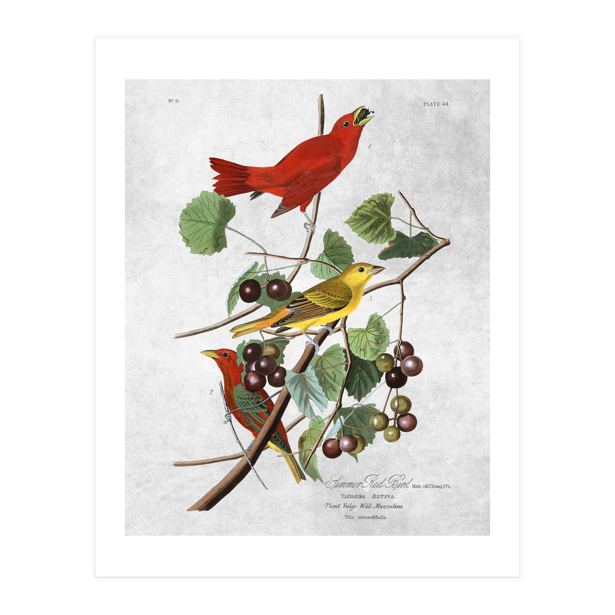 uccelli (Print Only)