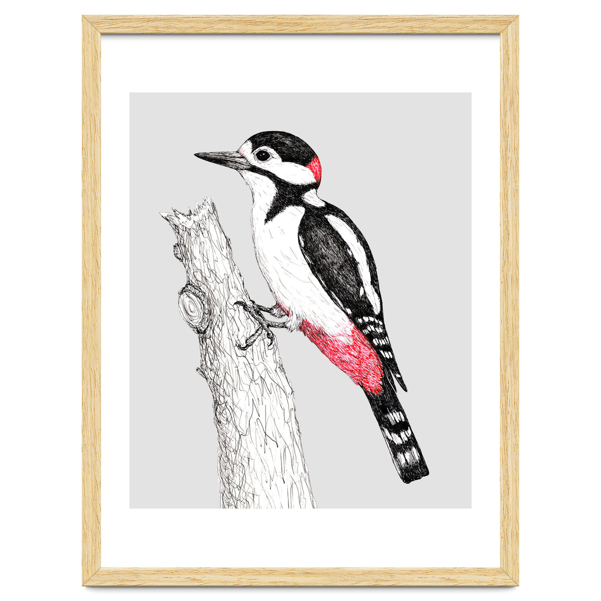 Great spotted woodpecker