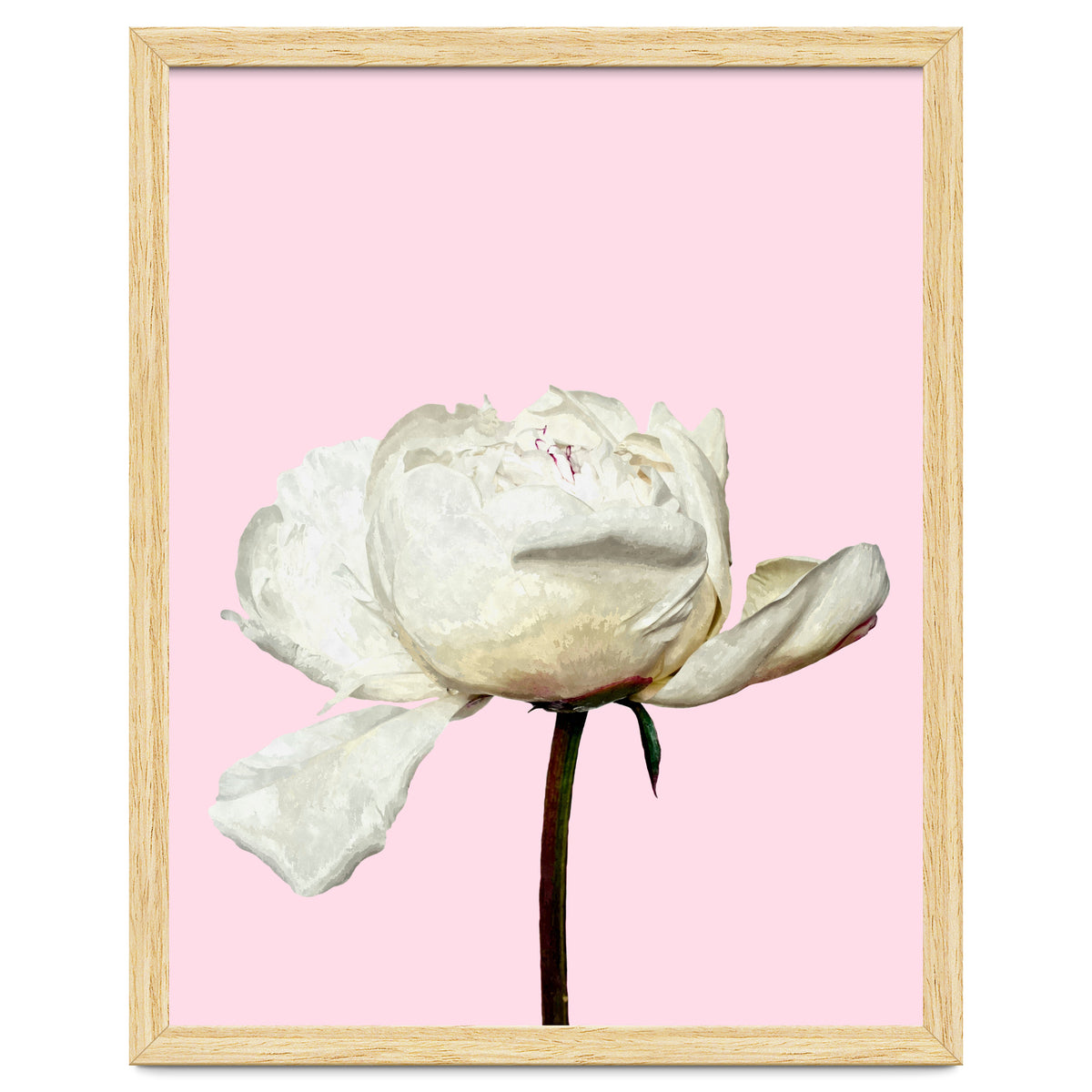 White Peony Pink Background