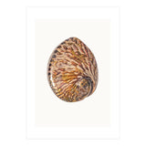 Cc Shell 03 (Print Only) thumbnail