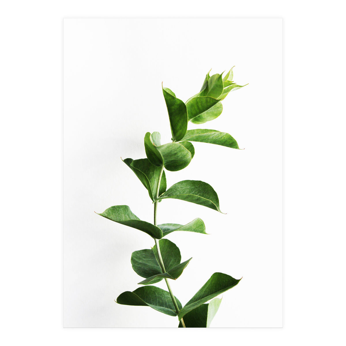 Eucalyptus (Print Only)