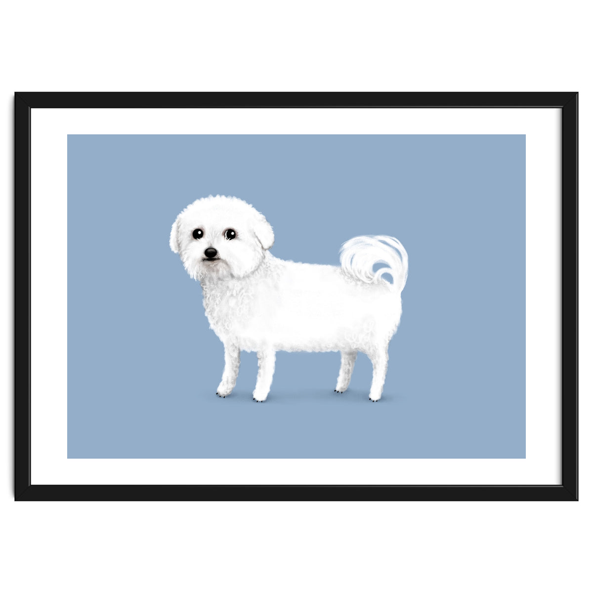 Bichon Frise