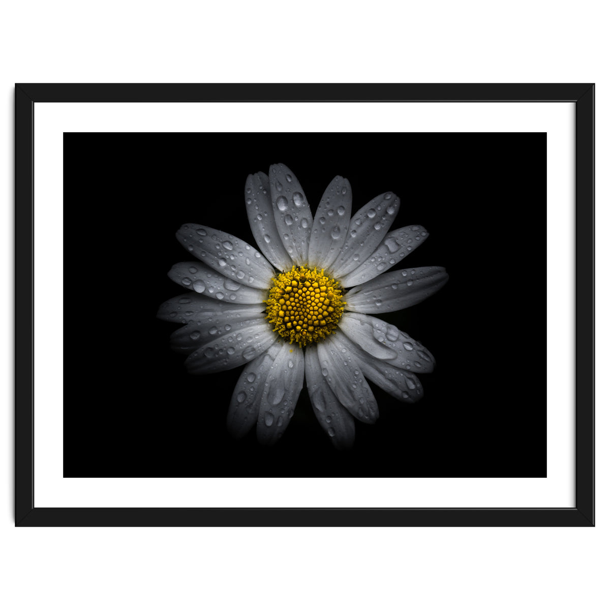 Backyard Flowers No 16 Color Version