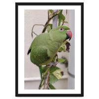 Dazzling Indian Parrot