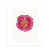 Cc Poppy 01 (Print Only) thumbnail