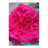 Beautiful Fragrant Rose (Print Only) thumbnail