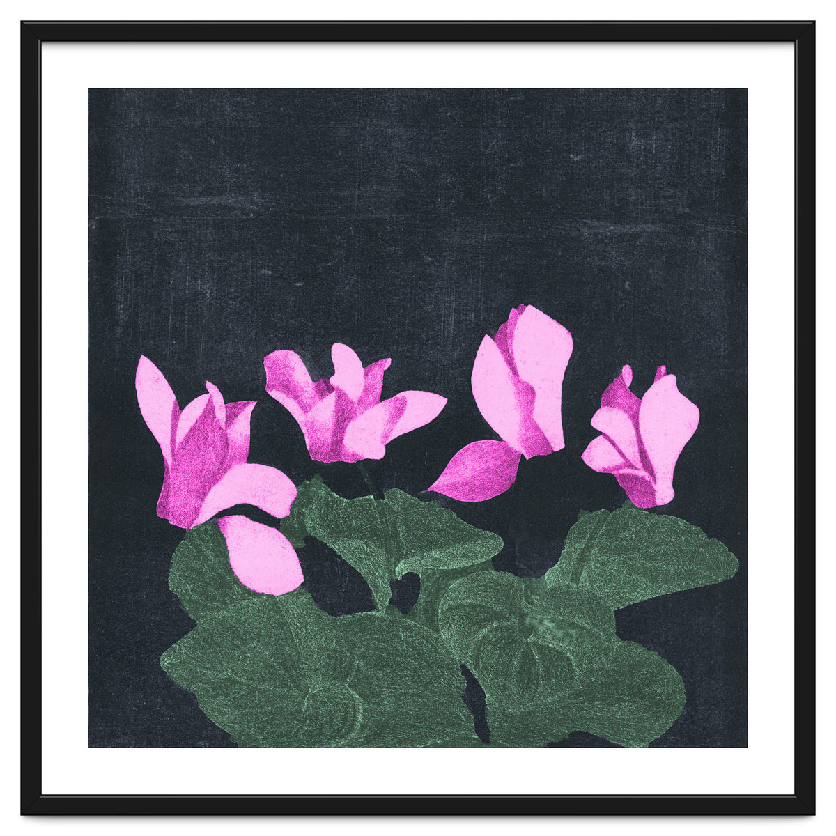 Cyclamen