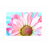 PInk Dahlia (Print Only) thumbnail