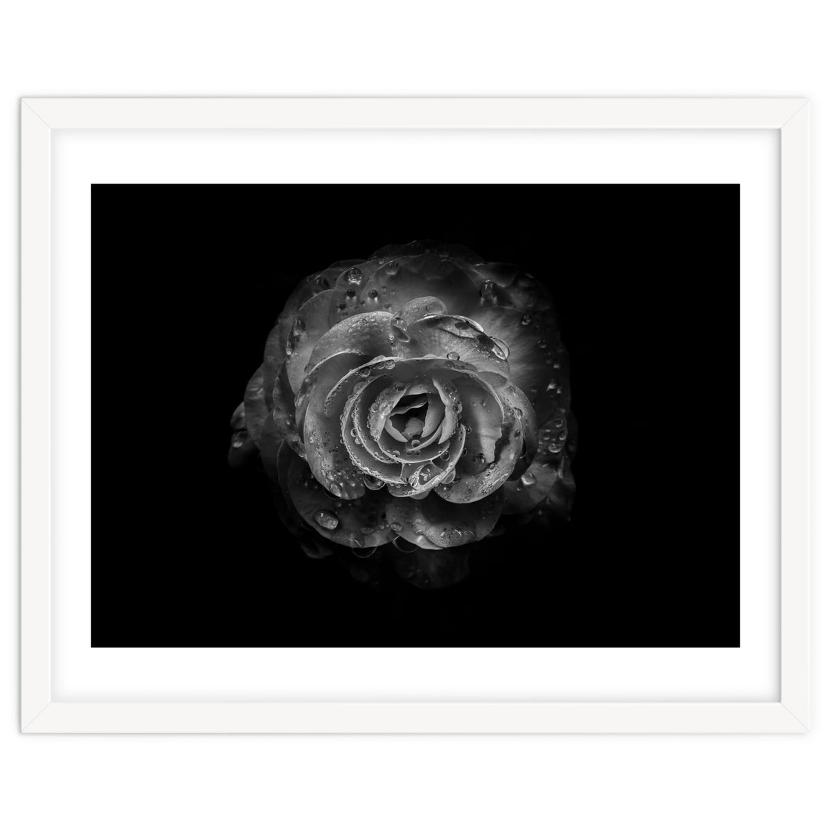 Backyard Flowers In Black And White No 64