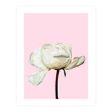 White Peony Pink Background (Print Only) thumbnail
