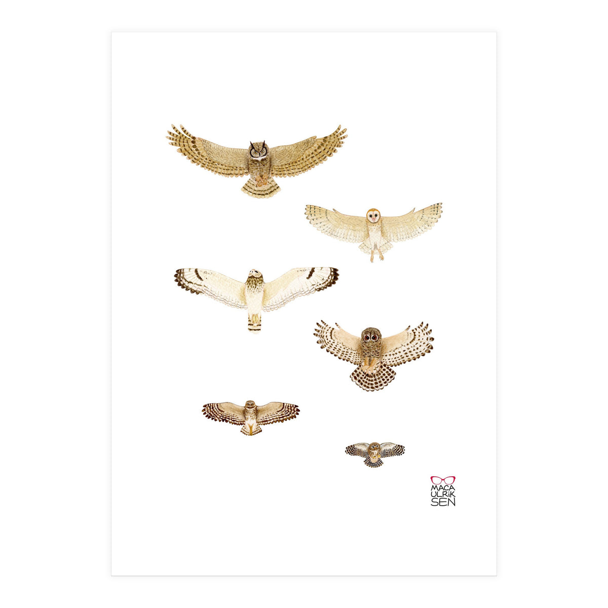 Typical owls & Barn owl (Print Only)